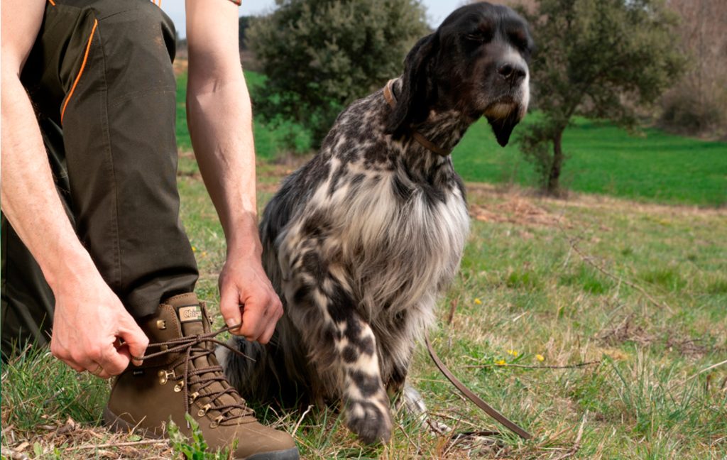 Kyste hydatique ou kyste hydatique chez les chiens de chasse