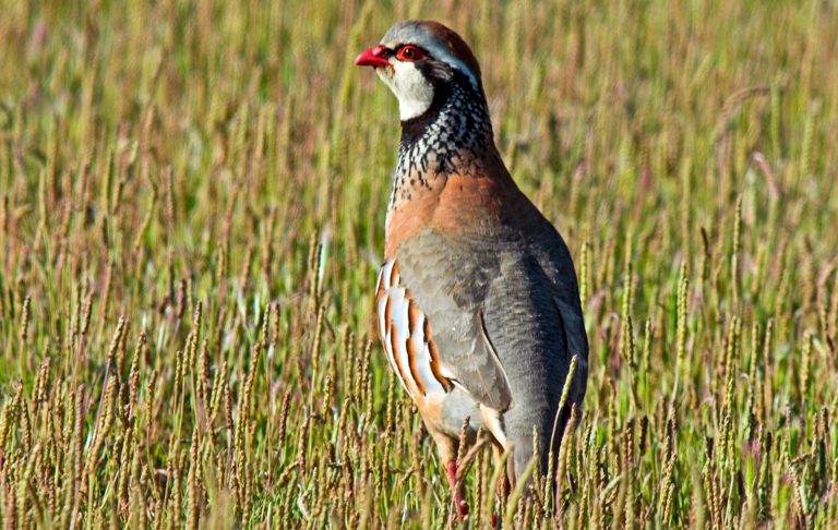 La perdrix rouge en Espagne : chasse, conservation et tradition