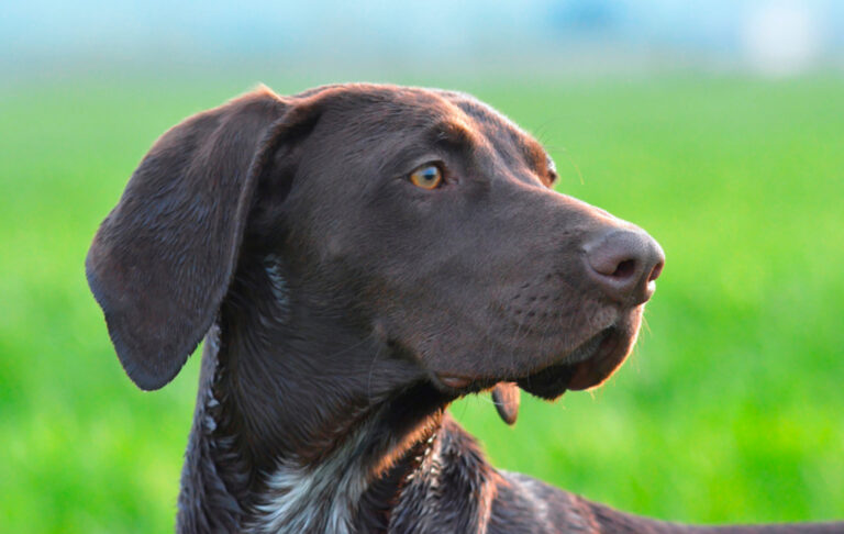 La chasse avec un chien : conseils pour dresser et prendre soin de votre compagnon de chasse