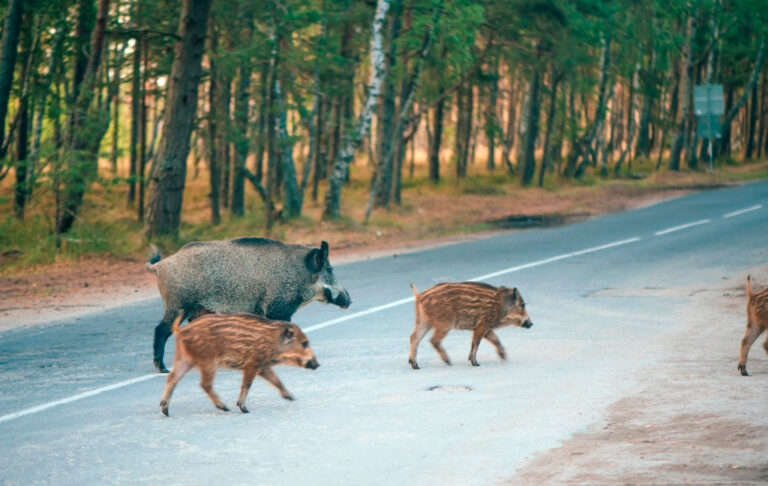 Accidents impliquant des animaux sauvages sur la route : guide complet à l&rsquo;intention des chasseurs se rendant sur leur territoire de chasse